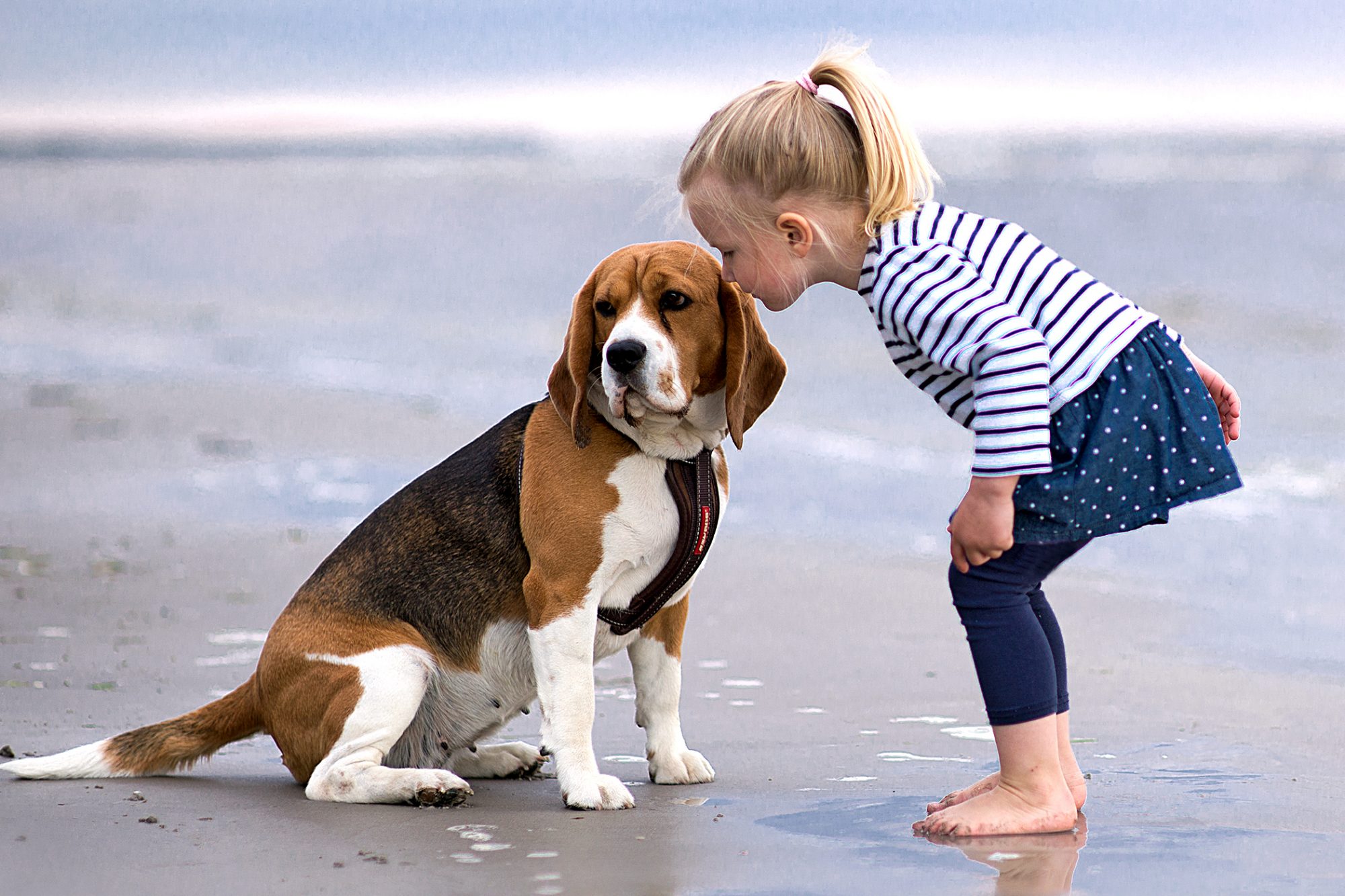 Dig up the Facts to Healthy Beagle Dog Grooming Wind Waerts