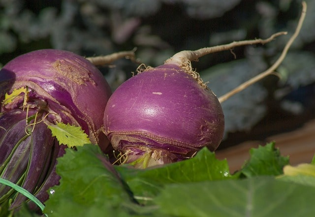 can diabetics eat turnips
